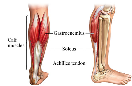 calf-anatomy-300x195.jpg